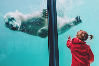 Girl Standing In Front Of Polar Bear