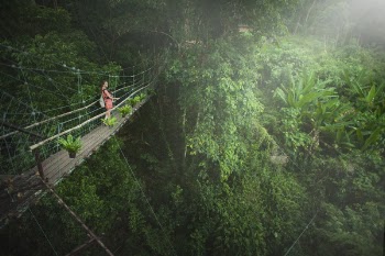 Girl Wearing Pink Dress Standing on Bridge Above Trees
