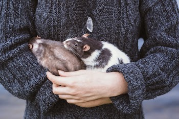 Girl with two rats 2