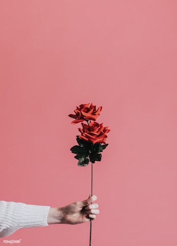 Giving a rose for Valentines day | Free stock psd mockup - 559916