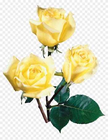 Gül Clipart Garden Roses Austrian Briar Cabbage Rose - Beach Rose