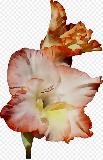 Gladiolus Amaryllis Jersey lily Canna Daylily -  