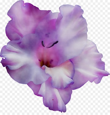 Gladiolus Cattleya orchids Moth orchids iPhone XR -  