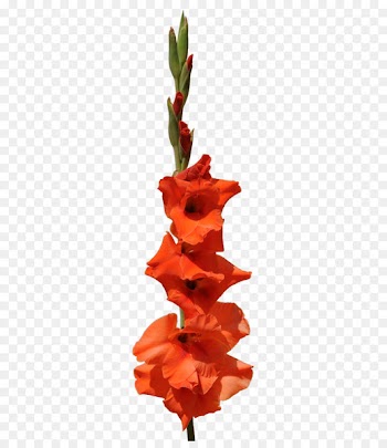 Gladiolus Clip art Flower bouquet Cut flowers - gladiolus 