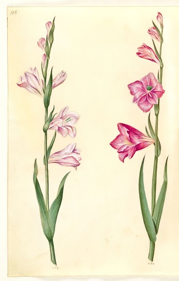 Gladiolus communis (common gladiolus) by Maria | Free Photo - rawpixel