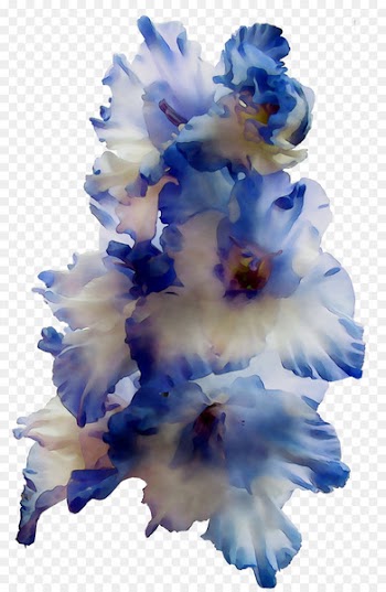 Gladiolus Cut flowers -  