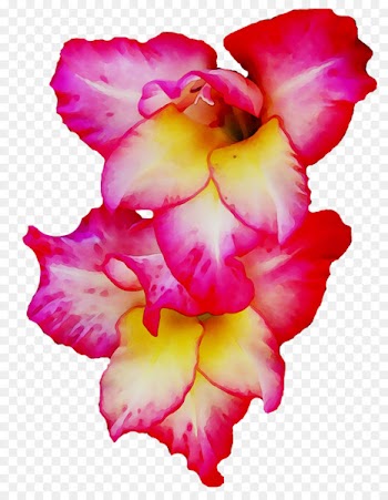 Gladiolus Cut flowers Cattleya orchids Pink M -  