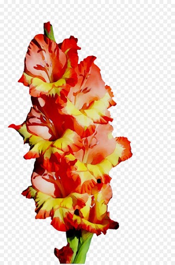 Gladiolus Cut flowers Floral design Plant stem -  