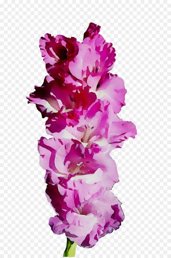 Gladiolus Cut flowers Pink M RTV Pink -  