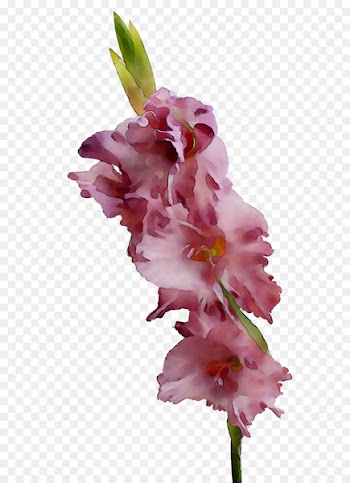 Gladiolus Cut flowers Pink M RTV Pink -  