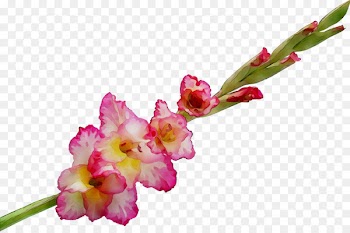 Gladiolus Cut flowers Plant stem Bud Moth orchids -  