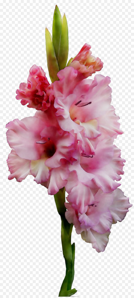 Gladiolus Cut flowers Plant stem Herbaceous plant Pink M -  
