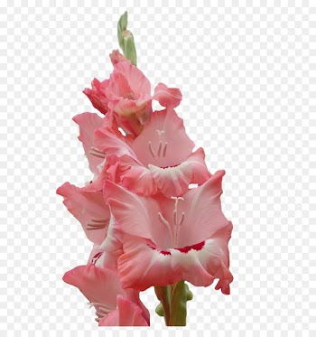 Gladiolus Cut flowers Plant stem Herbaceous plant Pink M - courage 