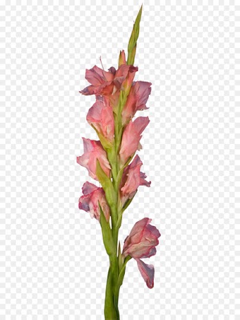 Gladiolus Cut flowers Plant stem Petal - gladiolus 
