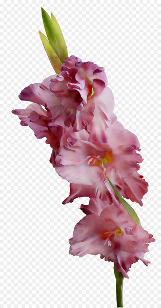 Gladiolus Cut flowers Plant stem Pink M -  