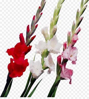 Gladiolus Flower bouquet Ukrflora Bulb -  