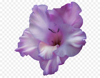 Gladiolus Portable Network Graphics Clip art Birth flower Violet - gladiolus 