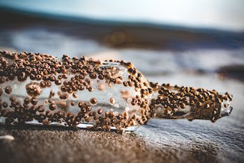 Glass Bottle Covered With Brown Sand