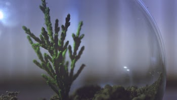 Glass Bowl With Plant