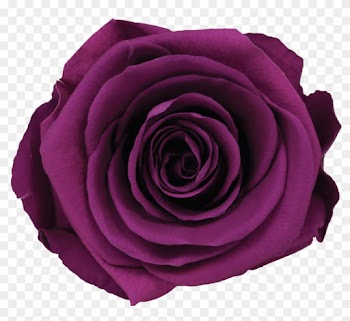 Glass Compote - 10 Rose - Four Roses