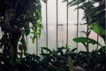 Glasshouse at Kew Gardens