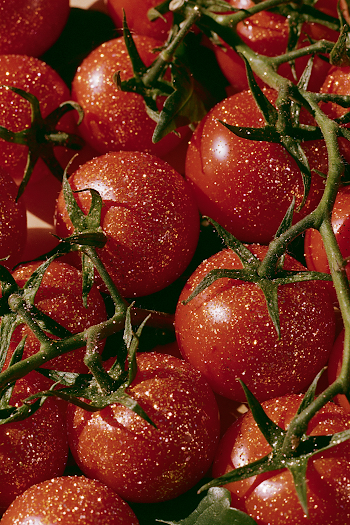 Glittering Red Tomatoes Close-Up
