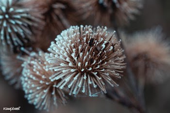 Globe thistle | Free public domain photo - 432193