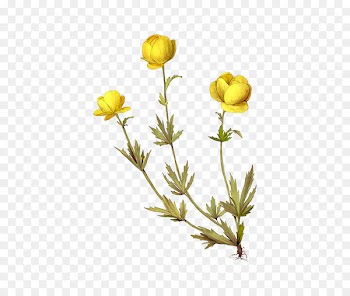 Globeflower Dicotyledon Plants Italmas Trollius altaicus - standart map 