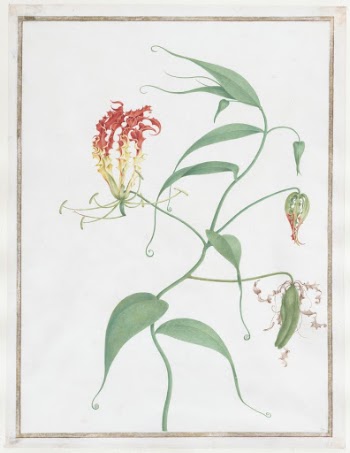 Gloriosa Superba (Climbing Lily) | Free Photo - rawpixel