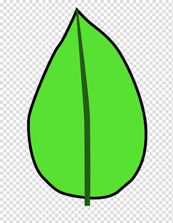 Glossary of leaf morphology Scalable Graphics , Leaf Svg transparent background PNG clipart