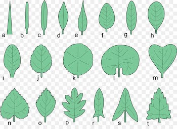 Glossary of leaf morphology Tree Japanese maple Pinnation - serrated leaves 