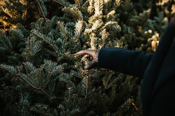 Gloved Hand Touching Pine Tree