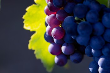 Glowing blue grapes close-up