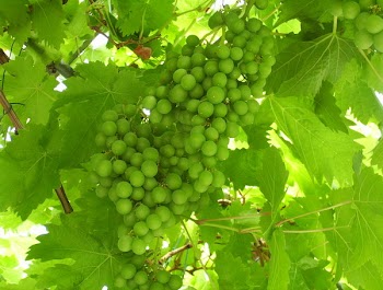 glowing_grapes.JPG