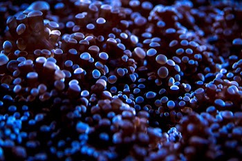 Glowing Under Water Plant Texture