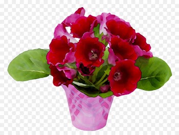 Gloxinia Sinningia speciosa Plants Primrose Botany -  