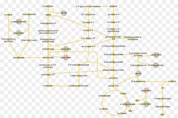 Glycolysis, Enzyme, Biochemistry, Text, Line PNG
