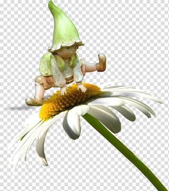 Gnome on daisy illustration, Flower Fairy Cartoon, Cute Flower Fairy transparent background PNG clipart