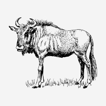 Gnu bull drawing, vintage wildlife | Free Photo - rawpixel