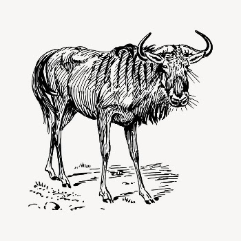 Gnu drawing, vintage animal illustration | Free Vector Illustration - rawpixel