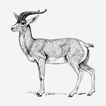 Goa clipart, animal vintage illustration | Free Vector - rawpixel