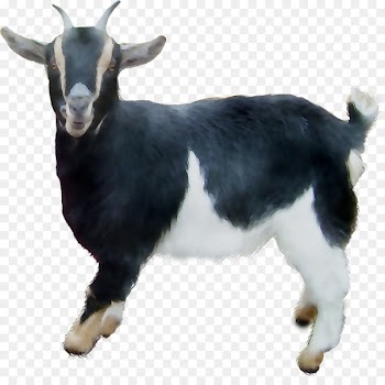 Goat -  