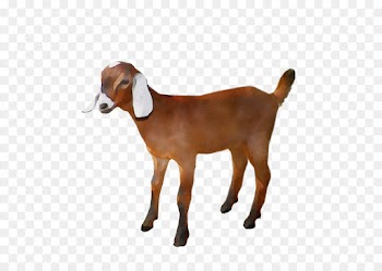 Goat, Agriculture, Livestock, Vertebrate PNG