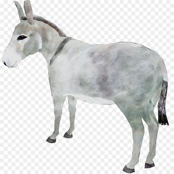 Goat Cattle Donkey Snout Terrestrial animal -  