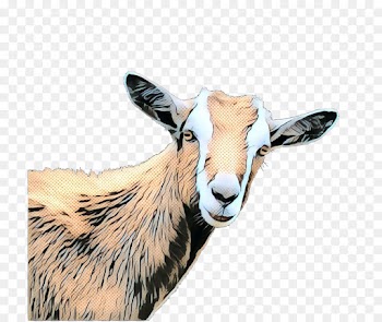 Goat, Cattle, Fauna, Vertebrate, Goats PNG