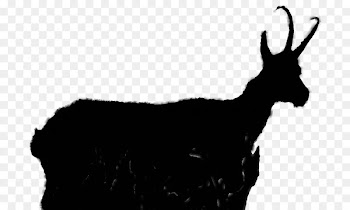Goat Cattle Reindeer Camel Antelope -  