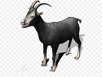 Goat, Chamois, Cattle, Mammal, Goats PNG