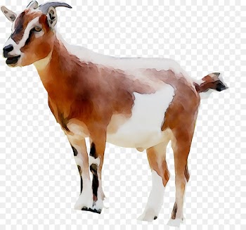 Goat Clip art Portable Network Graphics Ochsenhofer Sheep -  