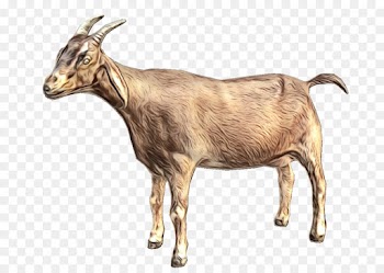 Goat, Desktop Wallpaper, Computer Icons, Goats PNG