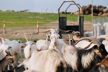 Goat farm